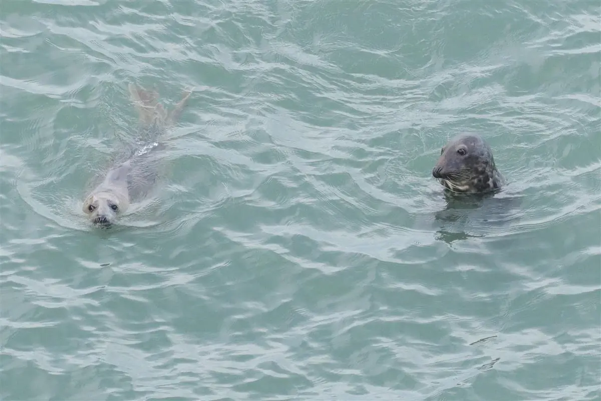 © Richard Vandersteen